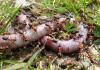 Formica sp.